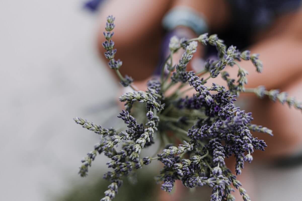 Meer over het gebruik van medicinale planten en kruiden door kuuroorden voor fytotherapie en aromatherapie.